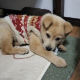 人懐こいゴール君