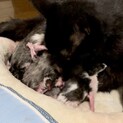 愛猫に赤ちゃんが産まれました(o^^o)