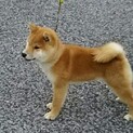 温厚な柴犬2歳の男の子です