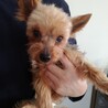 人懐こくてイケメン！明るいヨーキー☆オーレくん サムネイル4