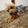 人懐こくてイケメン！明るいヨーキー☆オーレくん サムネイル7