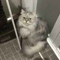 アナ