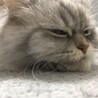 甘えたい時はぴったり隣に♡