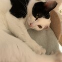 人生ハッピーなフリちゃん　白黒猫ちゃん