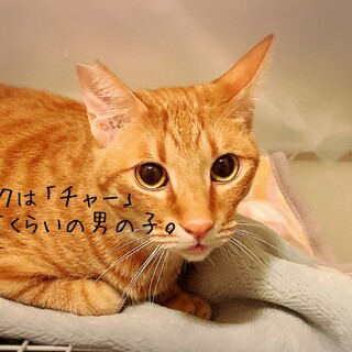 茶トラ男子「チャーくん」☺︎
