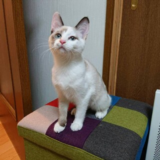 シャム系美猫☆ムーちゃん