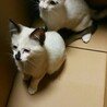 シャム系美猫☆ムーちゃん サムネイル2