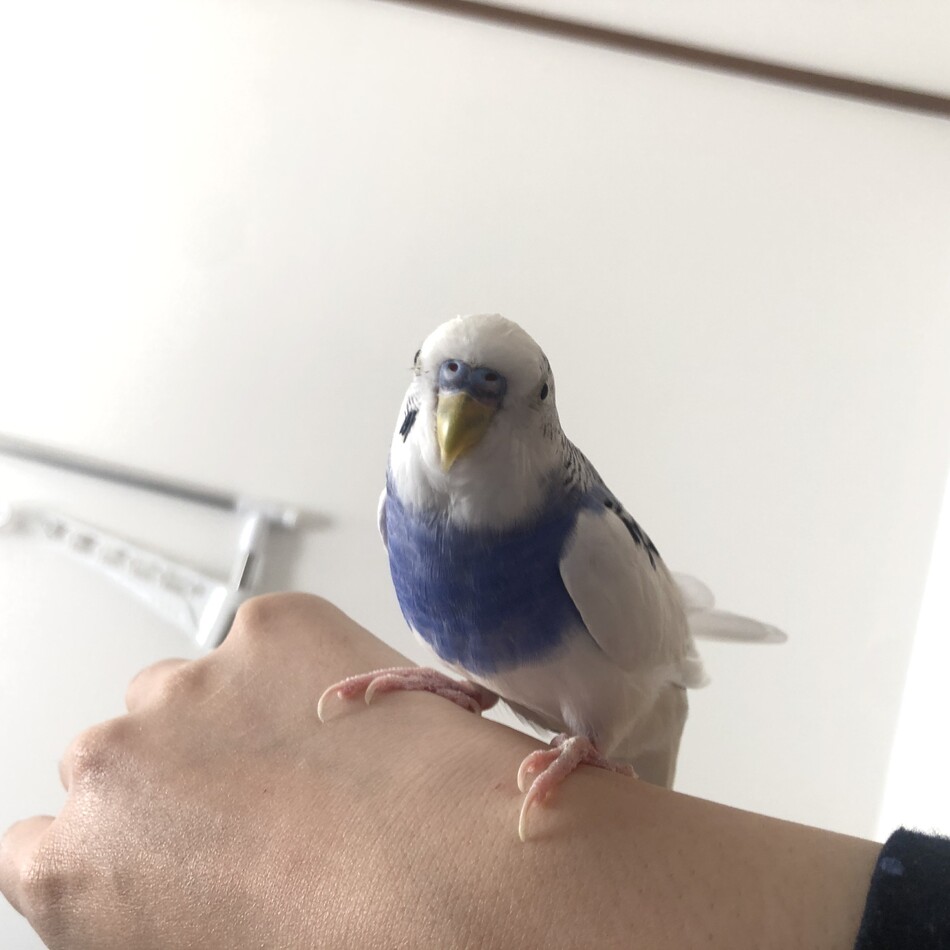 しゃもじのカバー写真