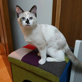 シャム系美猫♫シーちゃん