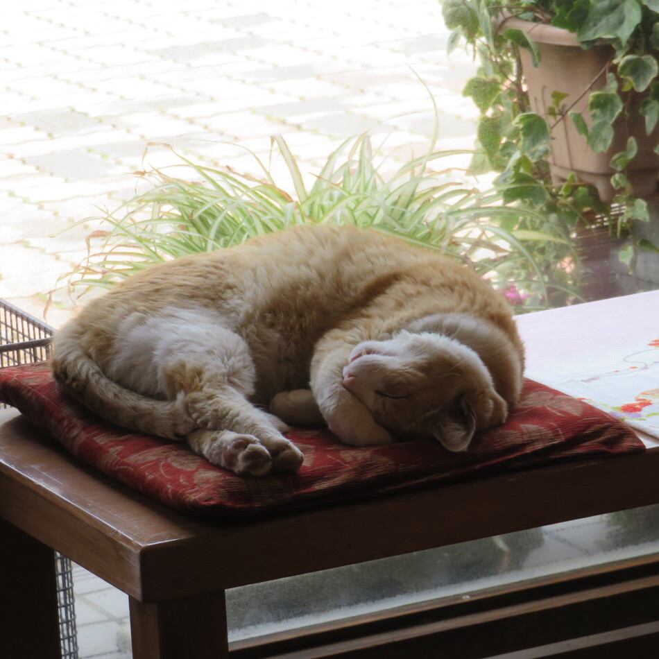 きい爺のカバー写真