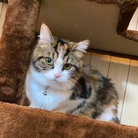 クロエ