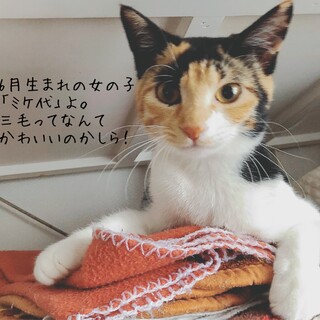 スリスリ三毛の「ミケ代ちゃん」♡