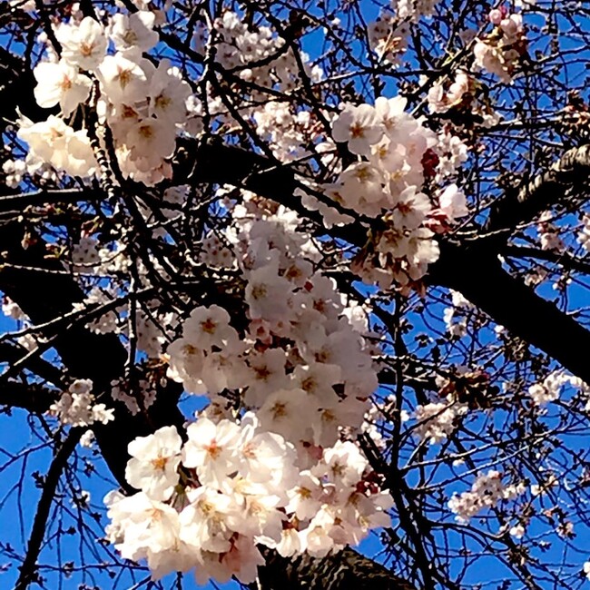 亜舎利のカバー写真