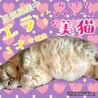 美猫のエラちゃん サムネイル4