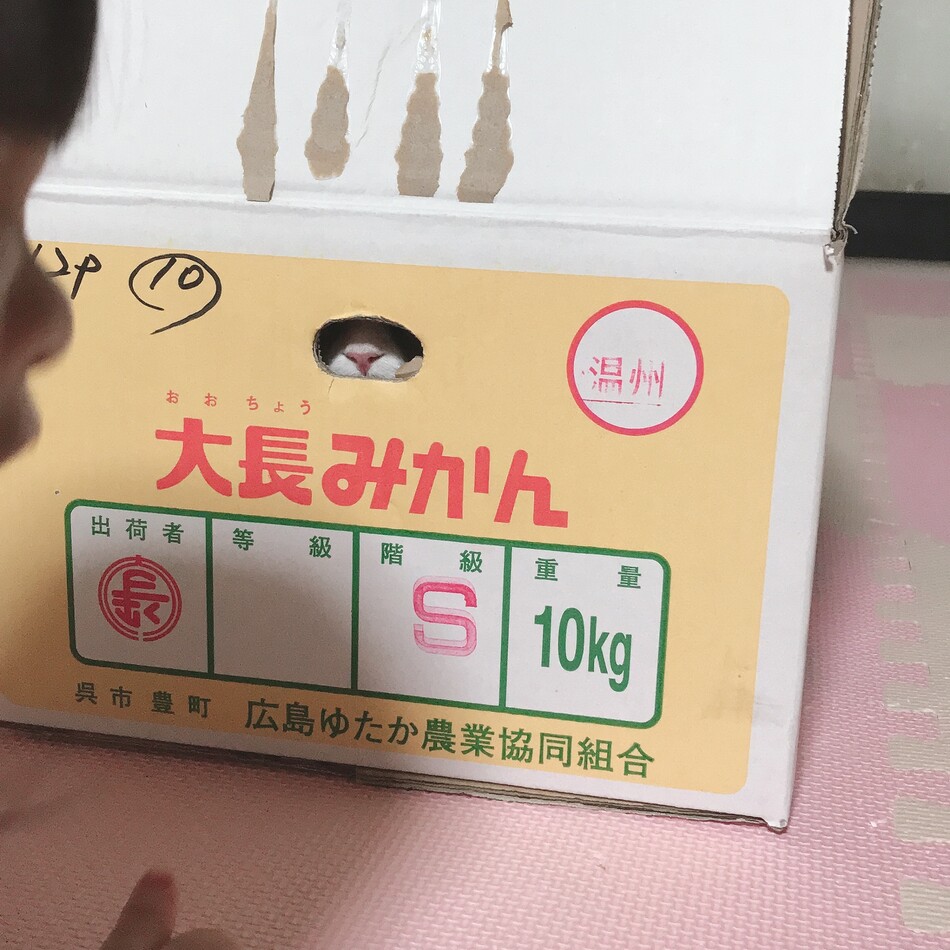 モモのカバー写真