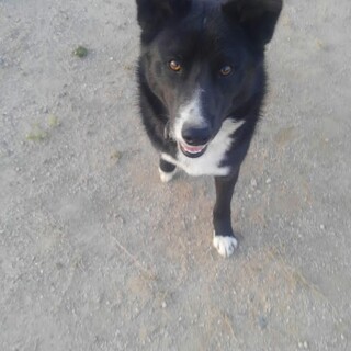 仮名　りくくん　トライアルに入ります