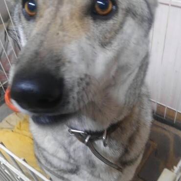 仮名　斑目ブルットくん　最近のおきにの場所