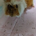 モルモットの里親さん募集