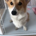 血統書付きコーギーの雌の里親募集