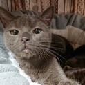 （一時募集停止）アメショーのグレーちゃん