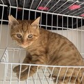 強いおにいちゃん！茶太くん生後約半年