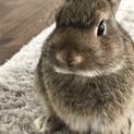 静岡県内限定【美形】ネザーランドドワーフ　純血