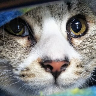 【相談中】ストーカー予備軍のくうちゃん