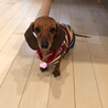 頑張る甘えっこ♪カニンヘンダックスチェルシーちゃん サムネイル3