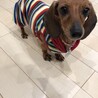 頑張る甘えっこ♪カニンヘンダックスチェルシーちゃん サムネイル4