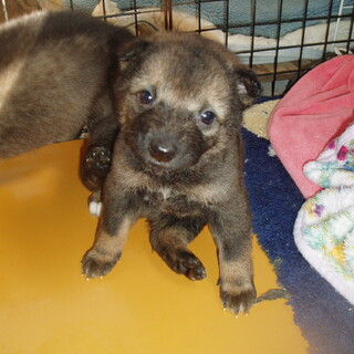 こぐまのような女の子たちです