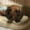 頑張る甘えっこ♪カニンヘンダックスチェルシーちゃん サムネイル6