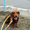 頑張る甘えっこ♪カニンヘンダックスチェルシーちゃん サムネイル7