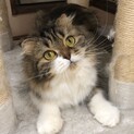 可愛い女の子、スコティッシュ