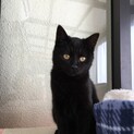 イケメン黒猫さんトライアル中