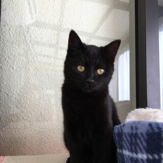 イケメン黒猫さんトライアル中