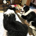 ボーダーコリー