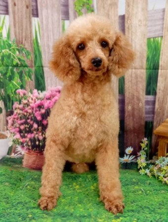 トイプードルのプルちゃん 東京都 犬の里親募集 ペットのおうち 月間利用者150万人