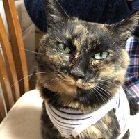 大塚まだら