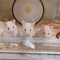 クリームバンデッドの赤ちゃん2匹の里親募集！