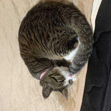 こまめちゃんの写真