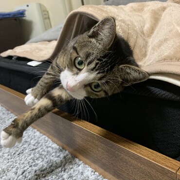 こまめちゃんの写真