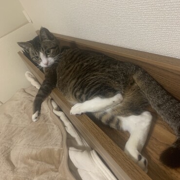 こまめちゃんの写真