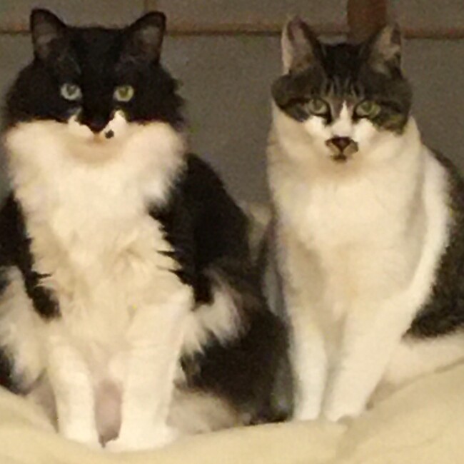 ノンたろんのカバー写真