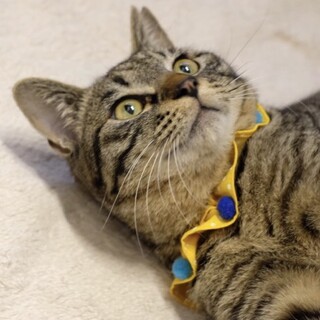 ボク、いっぱい甘えたいなぁ