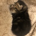 可愛い子猫