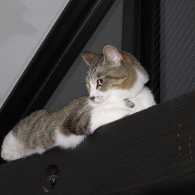 ギンタンの仲間ができました❗️のカバー写真