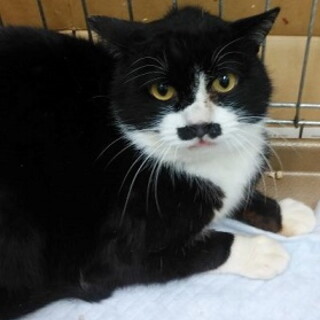 人慣れしそうな予感のする黒白くん