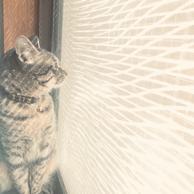 ミンコロ10のカバー写真