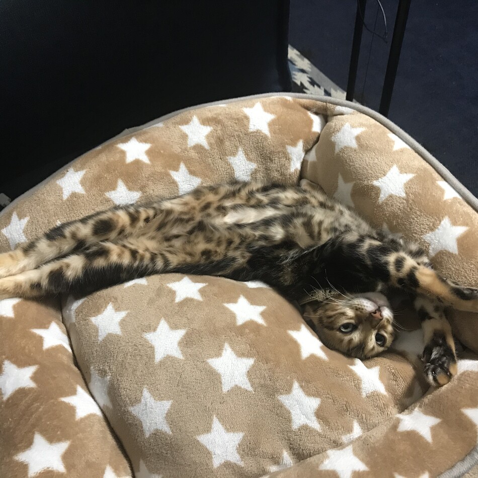 テトのカバー写真
