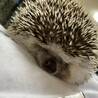ちゃんゆりんご